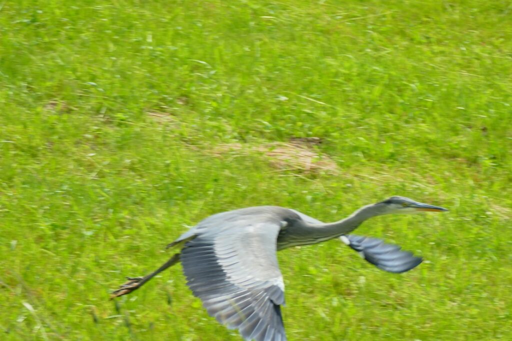 ein besonderer Vogel