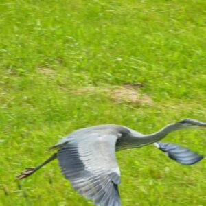 ein besonderer Vogel